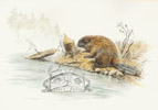 Beaver